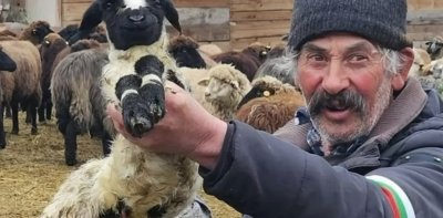 КЛАНЕ! Лъжецът Иван Христанов готви масово убийство на стадото на бай Рибан