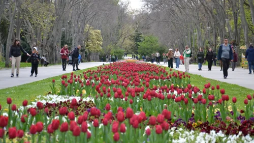 &bdquo;Лалетата на Варна&ldquo; в пика си: 35 000 пролетни цветя и 20 000 лалета в Екопарк Варна