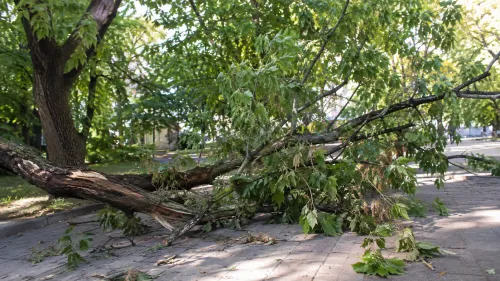 Паднал клон рани ученичка във Варна, майка ѝ съди общината