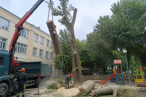 Варна премахва 21 опасни дървета от училища и градини