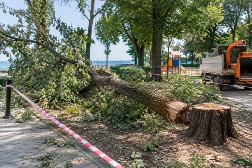 Кметът на Варна разпореди над 100 опасни дървета за премахване