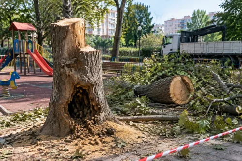 „Одесос“ отсяко опасен чинар на детска площадка във Варна