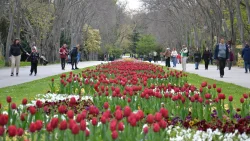 „Лалетата на Варна“ в пика си: 35 000 пролетни цветя и 20 000 лалета в Екопарк Варна