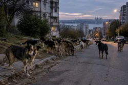 Глутници бездомни кучета плашат Варна, хората искат мерки