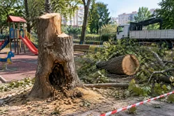 „Одесос“ отсяко опасен чинар на детска площадка във Варна